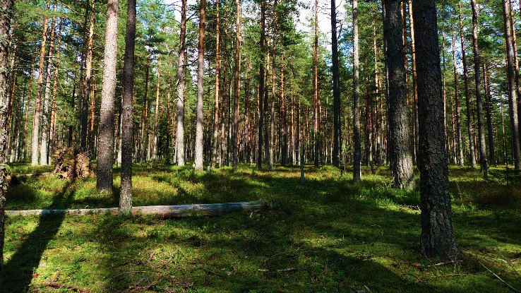 5. Pine Forest
